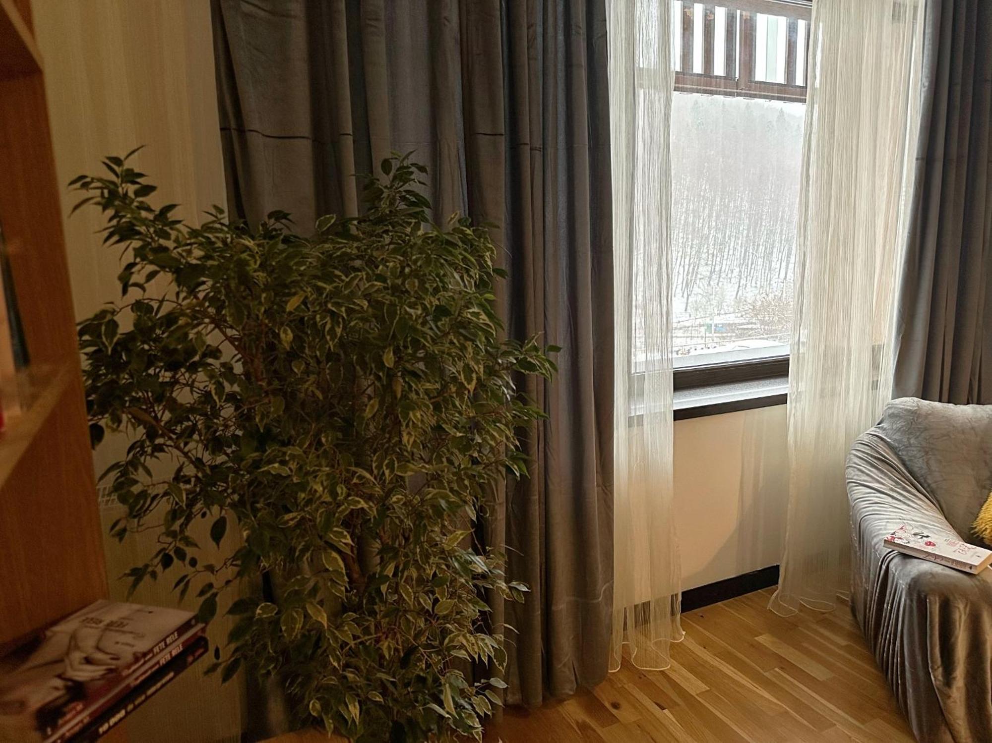 Apartament “La Iepure” Braşov Extérieur photo